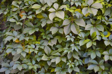 yabani üzüm yeşil duvar arka plan