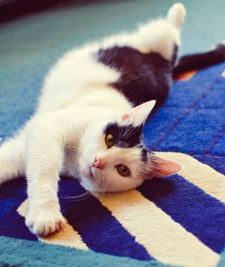 Siyah ve beyaz kedi sırtında halı döşeme