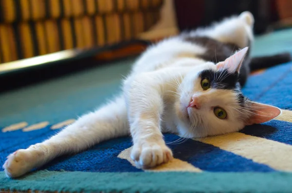 Negro y blanco gato acostado en su espalda en la alfombra — Foto de Stock