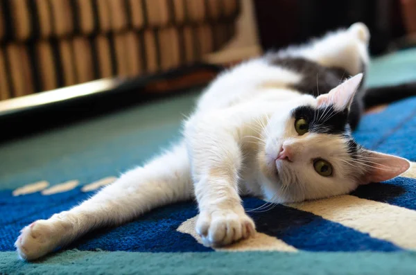 Negro y blanco gato acostado en su espalda en la alfombra — Foto de Stock