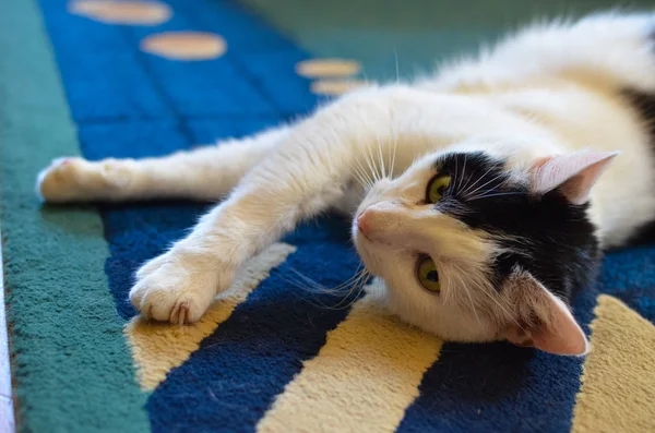 Black and White cat laying on his back on carpet — Stock Photo, Image