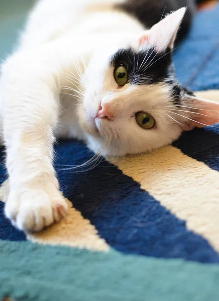 Gato preto e branco deitado de costas no tapete — Fotografia de Stock