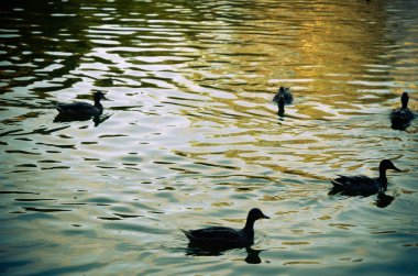 Akşam bir zümrüt yeşil Gölde ördekler