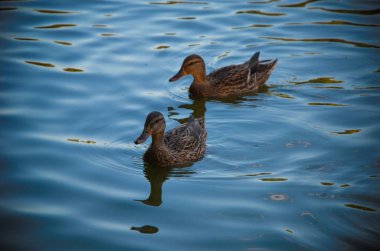 Akşam bir zümrüt yeşil Gölde ördekler