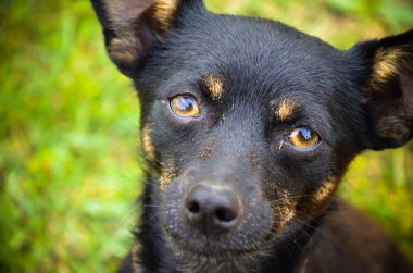 Kamera için seyir siyah köpek yavrusu