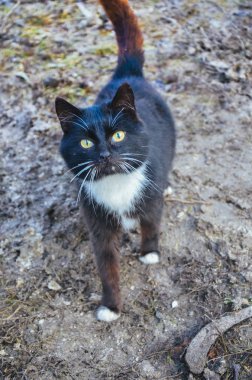 Siyah ve beyaz kedi bahçesinde