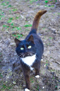 Siyah ve beyaz kedi bahçesinde