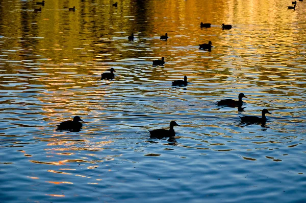 Ducks on an emerald green lake at evening — Stock Photo, Image