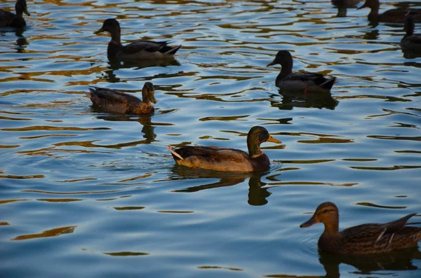 Akşam bir zümrüt yeşil Gölde ördekler