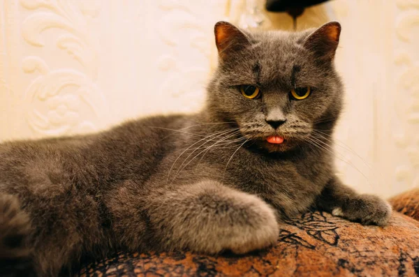 Un gato quisquilloso tiene hambre: está mirando y mostrando su lengua — Foto de Stock