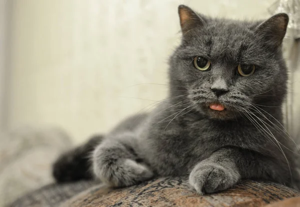 Un gato quisquilloso tiene hambre: está mirando y mostrando su lengua — Foto de Stock