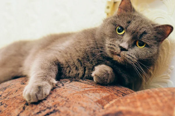 Británico gato acostado en el sofá — Foto de Stock