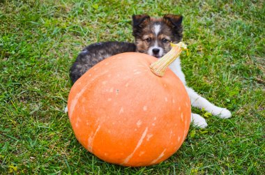 Bir çim üzerinde kabak ile tüylü köpek yavrusu