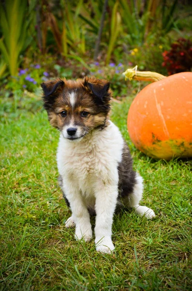 Fluffy puppy with pumpkin on a grass