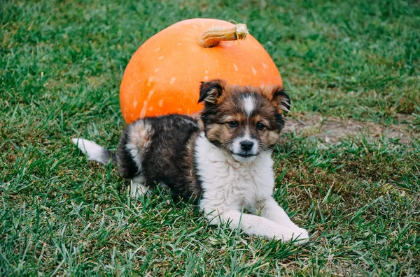 Bir çim üzerinde kabak ile tüylü köpek yavrusu — Stok fotoğraf