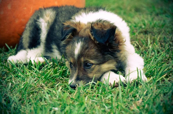 Pluizig pup met pompoen op een gras — Stockfoto