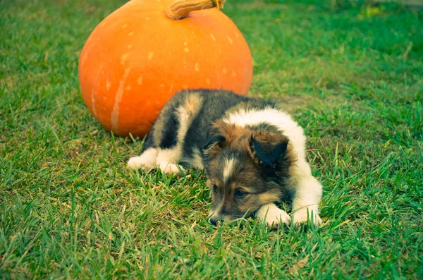 Fluffy puppy with pumpkin on a grass — Stock Photo, Image