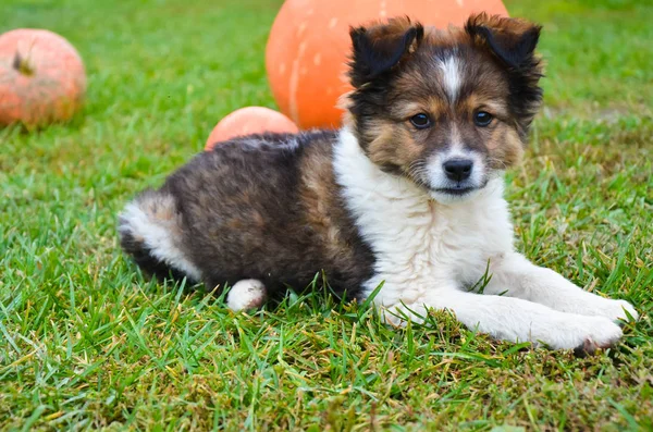 Пушистый щенок с тыквой на траве — стоковое фото