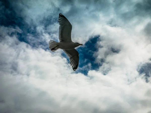 Gull in sky with clouds at summer