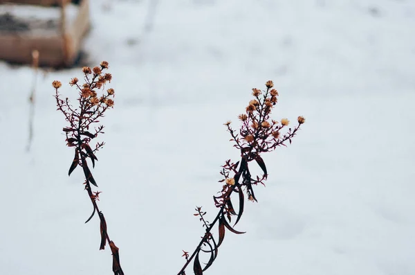 Planten in de sneeuw, droog weide winter — Stockfoto