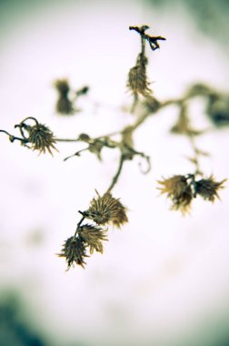 Kuru kar, bitkilerde çayır kış