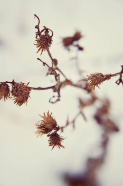Kuru kar, bitkilerde çayır kış