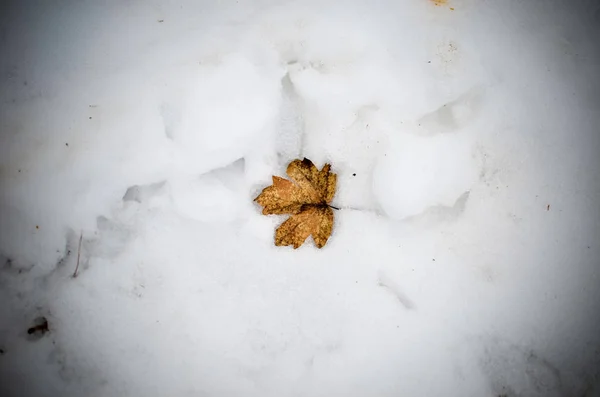 Feuille d'érable d'automne couchée dans la neige — Photo