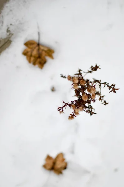 Piante secche nella neve, prato inverno — Foto Stock