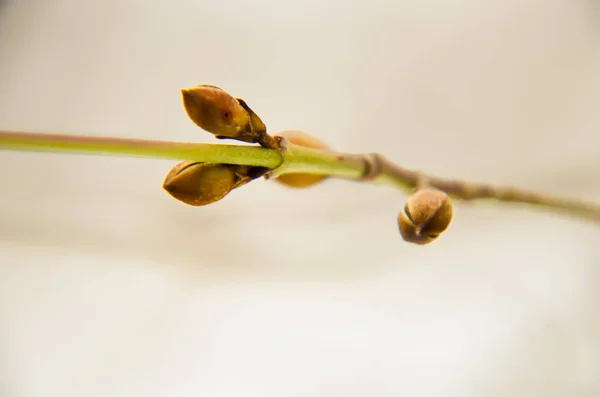 Hartriegel-Knospe im Winter — Stockfoto