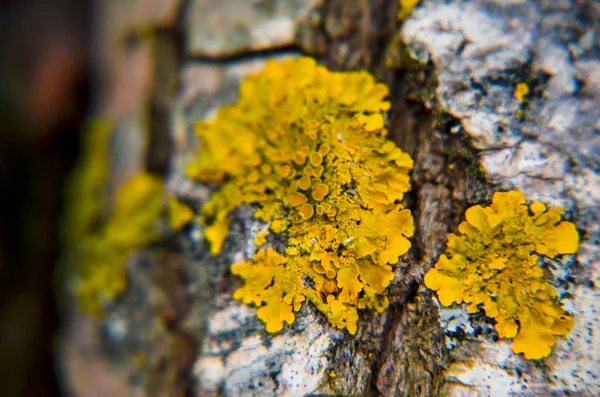 Yellow moss on the tree in nature