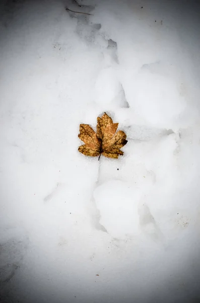 Осінній кленовий лист лежить на снігу — стокове фото