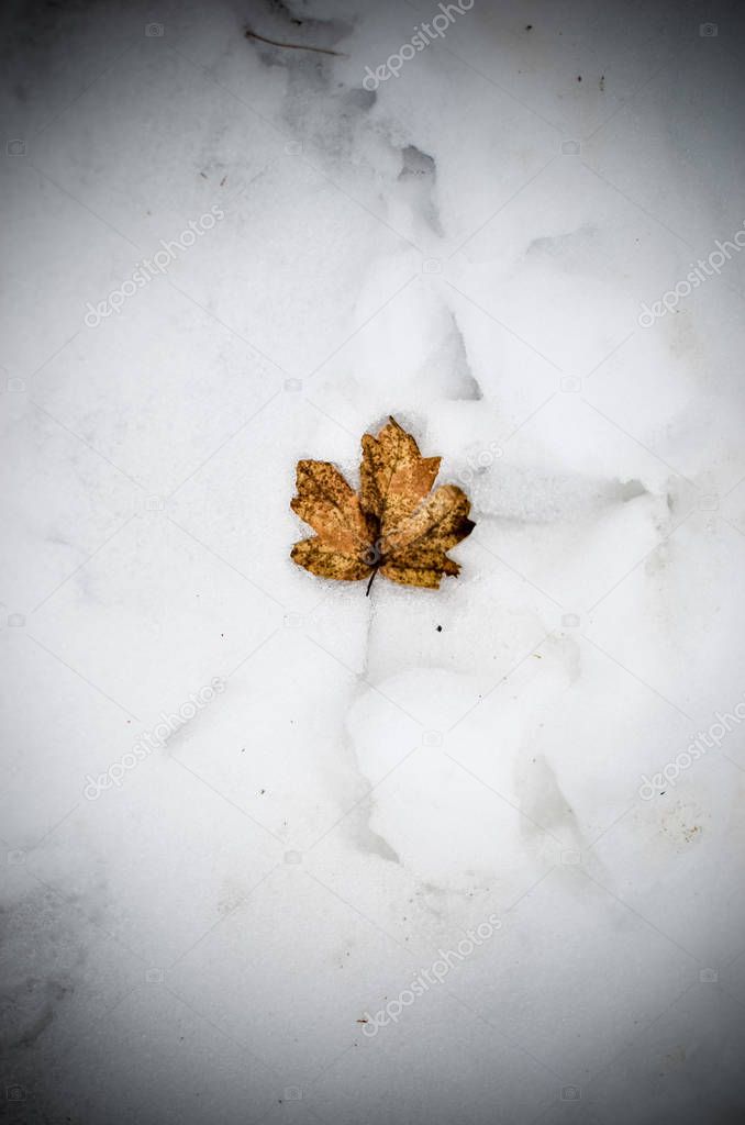 Autumn maple leaf lying in the snow