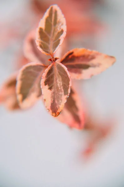 Folhas de plantas Euonymus na cor vermelha — Fotografia de Stock