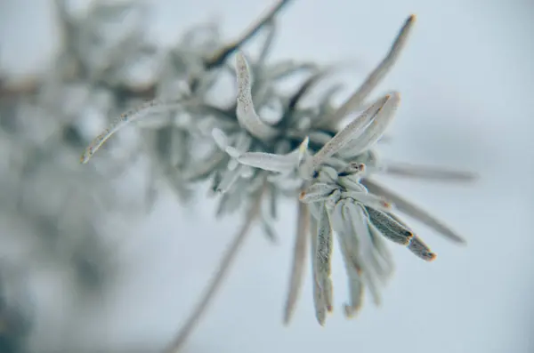Detail levandule v zimě — Stock fotografie