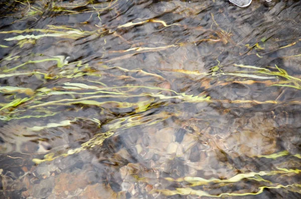 O fluxo do rio no campo com grama — Fotografia de Stock