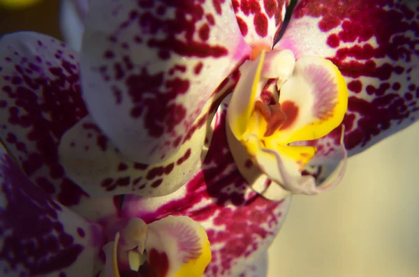 Ανθισμένα μοβ ορχιδέες λουλούδι. Phalaenopsis — Φωτογραφία Αρχείου