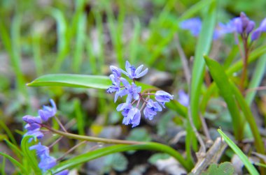 Bahar ormanında ahşap adasoğanı Scilla siberica çiçekler