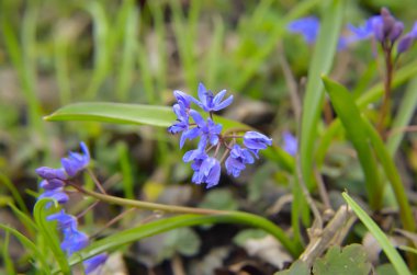 Bahar ormanında ahşap adasoğanı Scilla siberica çiçekler