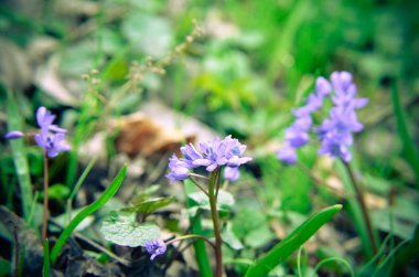 Bahar ormanında ahşap adasoğanı Scilla siberica çiçekler