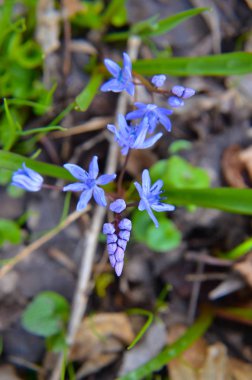 Bahar ormanında ahşap adasoğanı Scilla siberica çiçekler