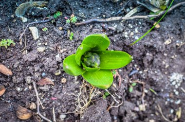 Sümbül çiçek bahçesinde Bebek ağacı