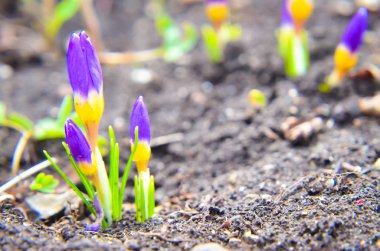 sarı, mavi ve mor çiğdemler bahçede büyüyen.
