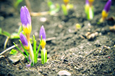 sarı, mavi ve mor çiğdemler bahçede büyüyen.