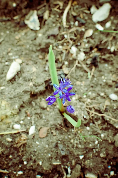 Flores de madeira squill Scilla siberica na floresta de primavera — Fotografia de Stock