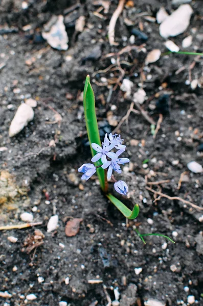 Flores de madeira squill Scilla siberica na floresta de primavera — Fotografia de Stock