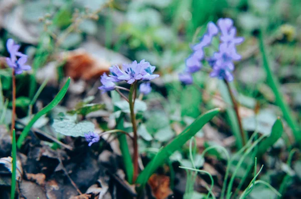 春の森の siberica シラー squill の花 — ストック写真