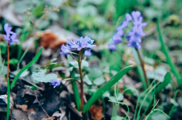 Virágok a fa csillagvirág Scilla siberica tavaszi erdőben — Stock Fotó