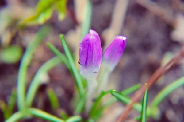 庭で成長している黄、青、紫のクロッカス. — ストック写真