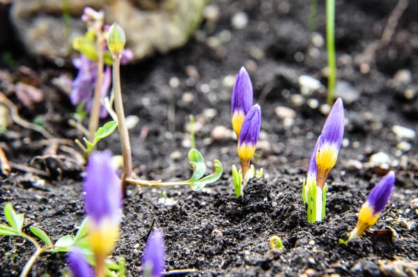Gelbe, blaue und violette Krokusse wachsen im Garten. — Stockfoto