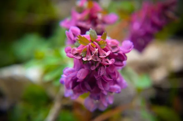 Fleurs de forêt printanière scilla bifolia — Photo